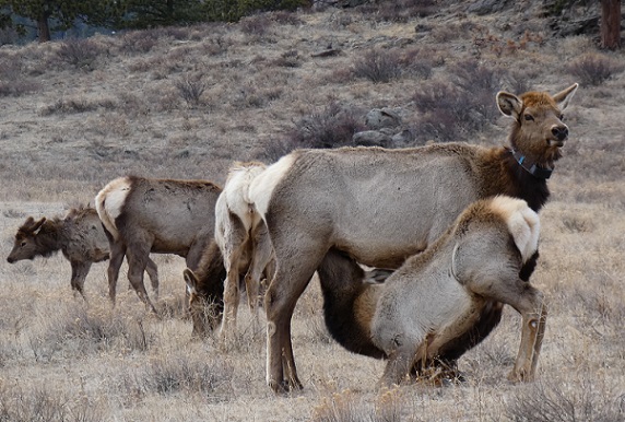 A large nursing elk calf in Rocky Mountain NP, CO